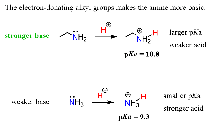 The electron-donating alkyl groups makes the amine more basic