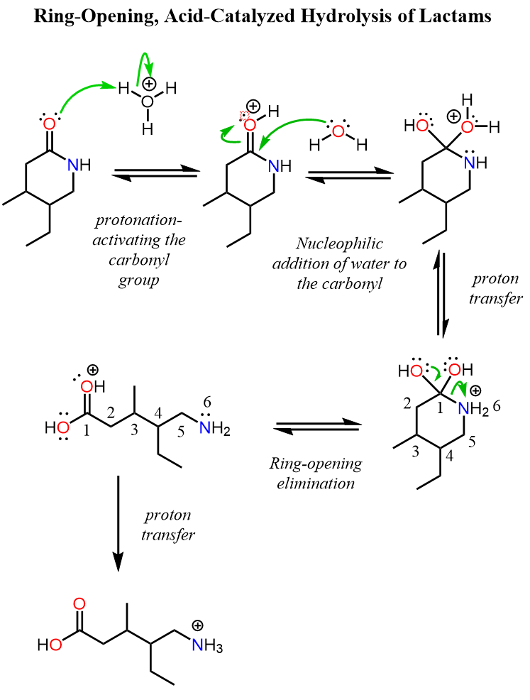 Acid-Catalyzed Hydrolysis of Lactams