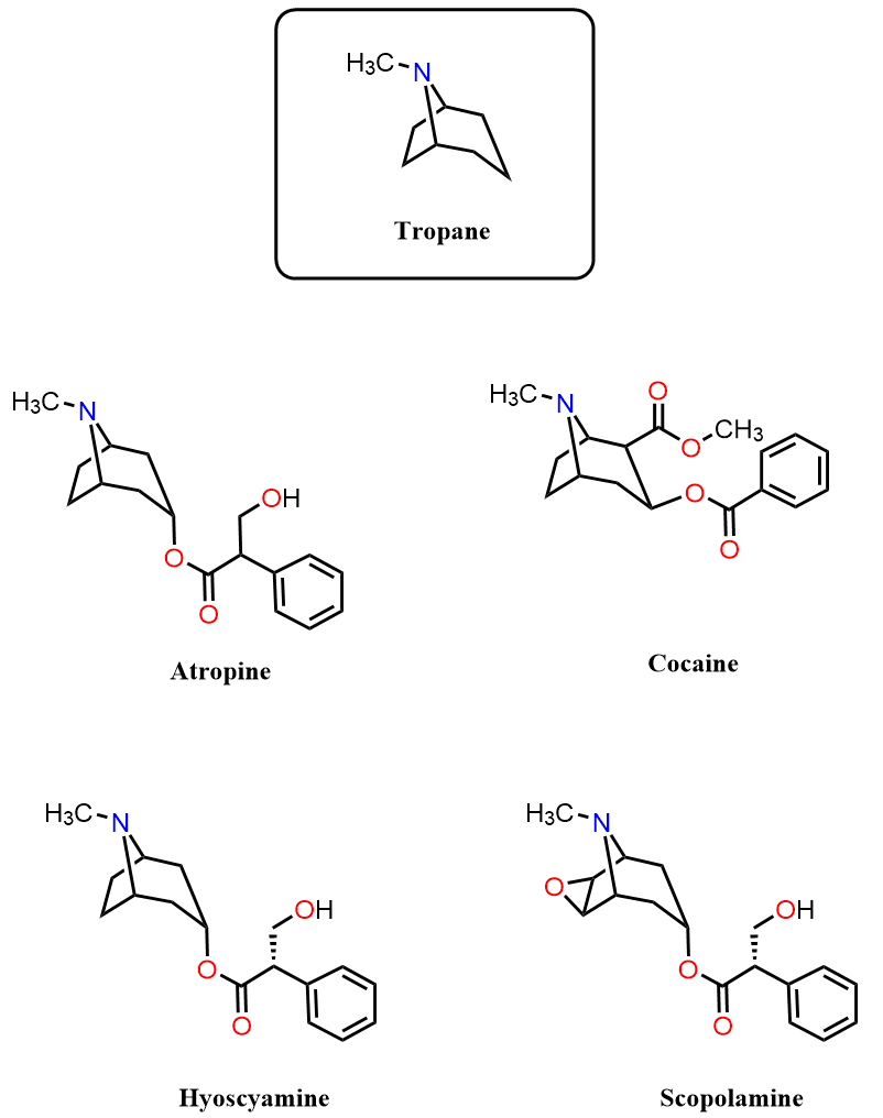 tropane alkaloids atropine cocaine